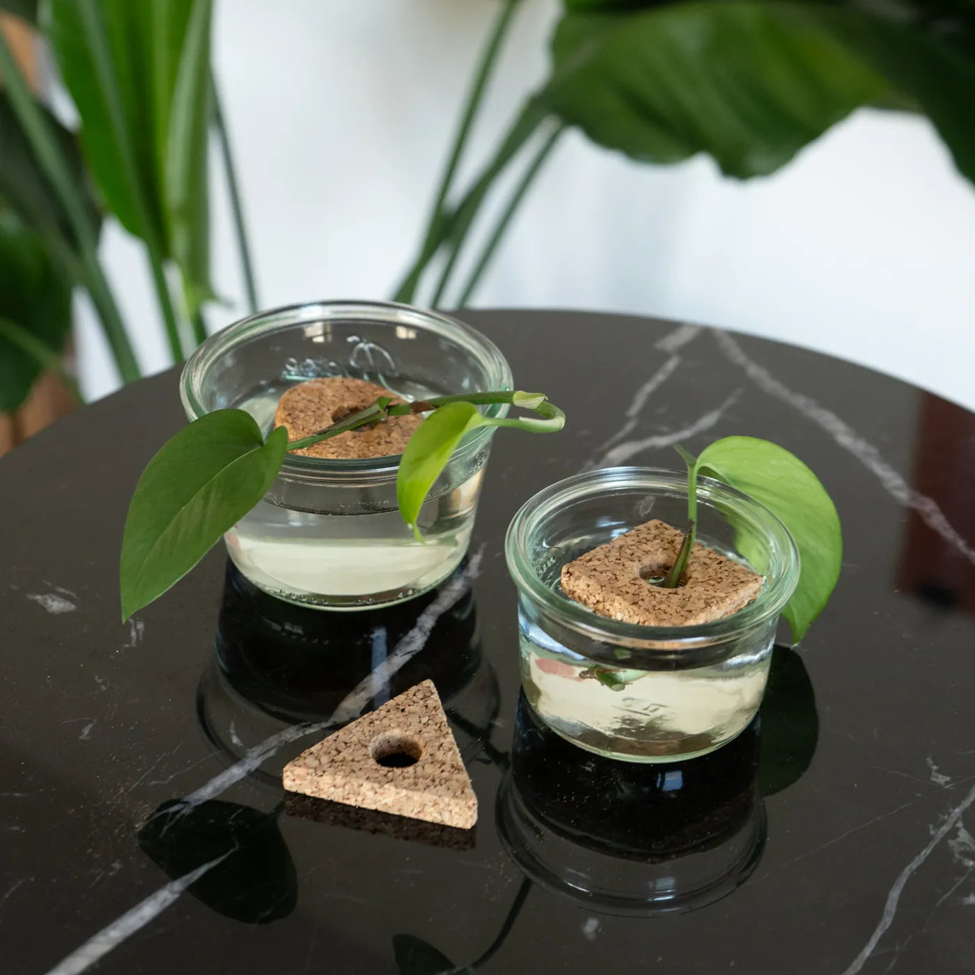 Produktbild Wurzelinseln