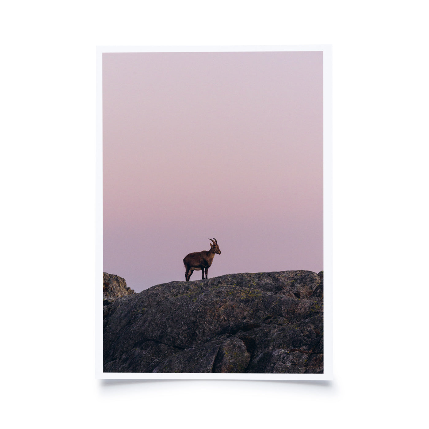 Theresia Bröll - Junger Steinbock bei Abendrot