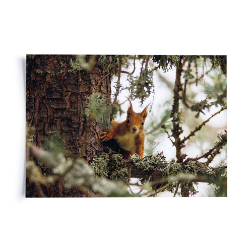 Produktbild André Stummer - Eichhörnchen
